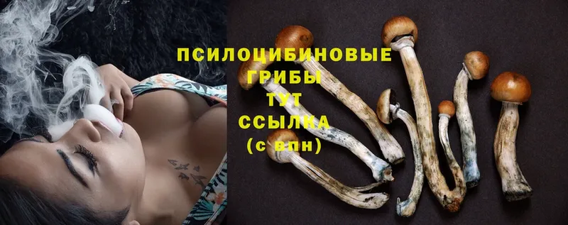 blacksprut маркетплейс  Новомосковск  Галлюциногенные грибы MAGIC MUSHROOMS  купить наркотики сайты 